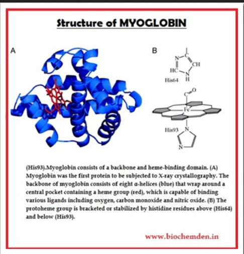 myoglobin 9